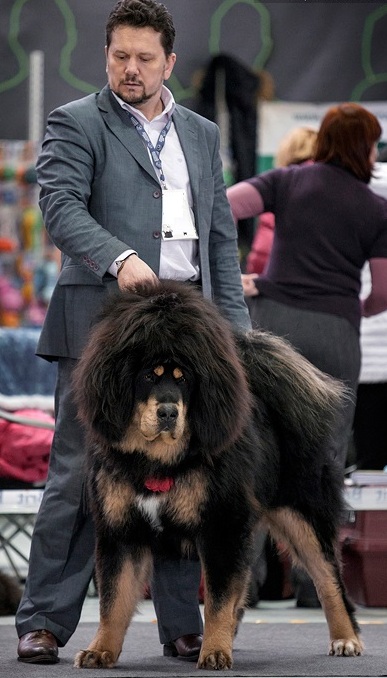 CHENPOREWA LUCKY LEW TALISMAN VOSTOKA (Лев) на Tibetan Mastiff Specialty show